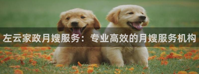 杏悦是什么平台