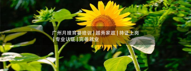 杏悦是什么